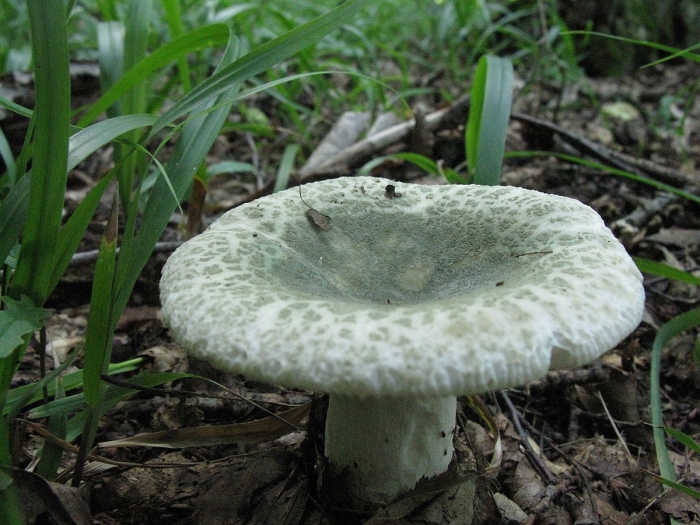 Сыроежка зеленоватая чешуйчатая