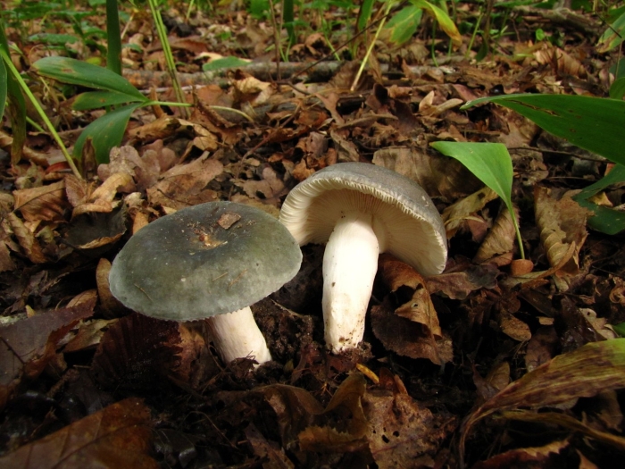 Сыроежка восковатая