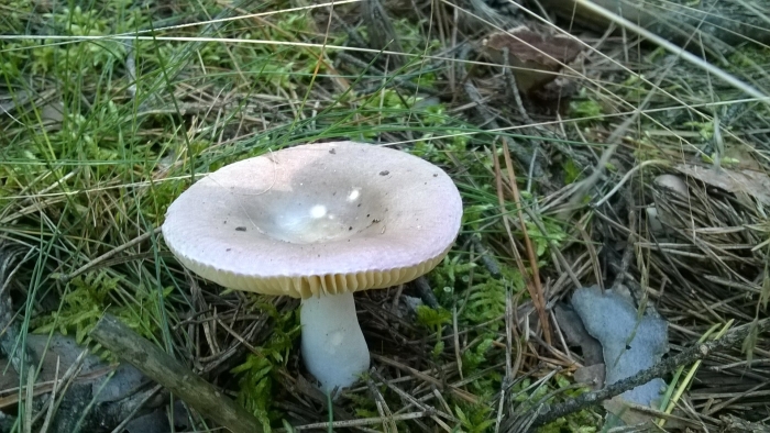 Russula cyanoxantha