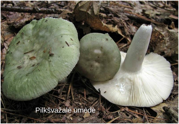 Сыроежка зеленая