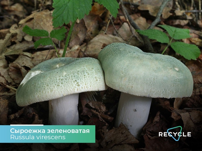 Сыроежка зелёная (russula aeruginea).