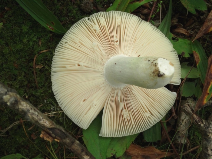 Сыроежка зеленоватая чешуйчатая