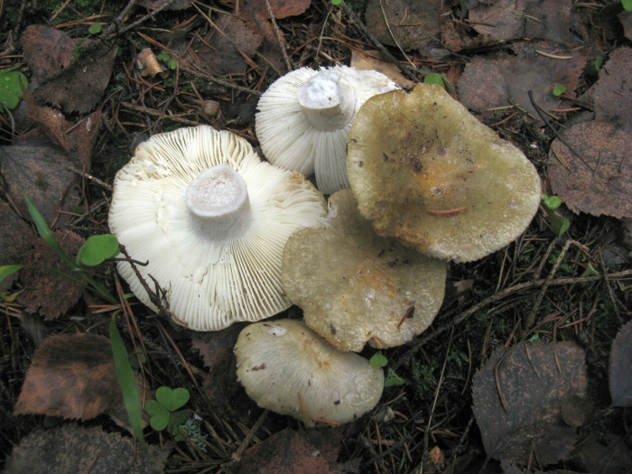 Гриб беляк белый подгруздок