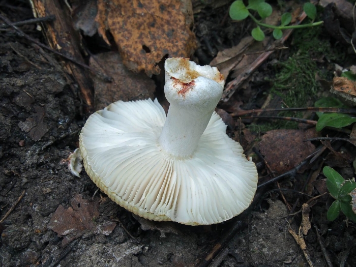 Сыроежка белая