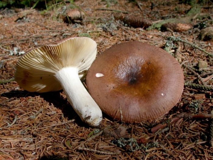 Russula vesca – сыроежка пищевая