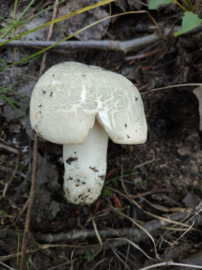 Рядовка голубиная tricholoma columbetta