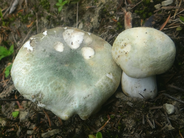 Russula virescens