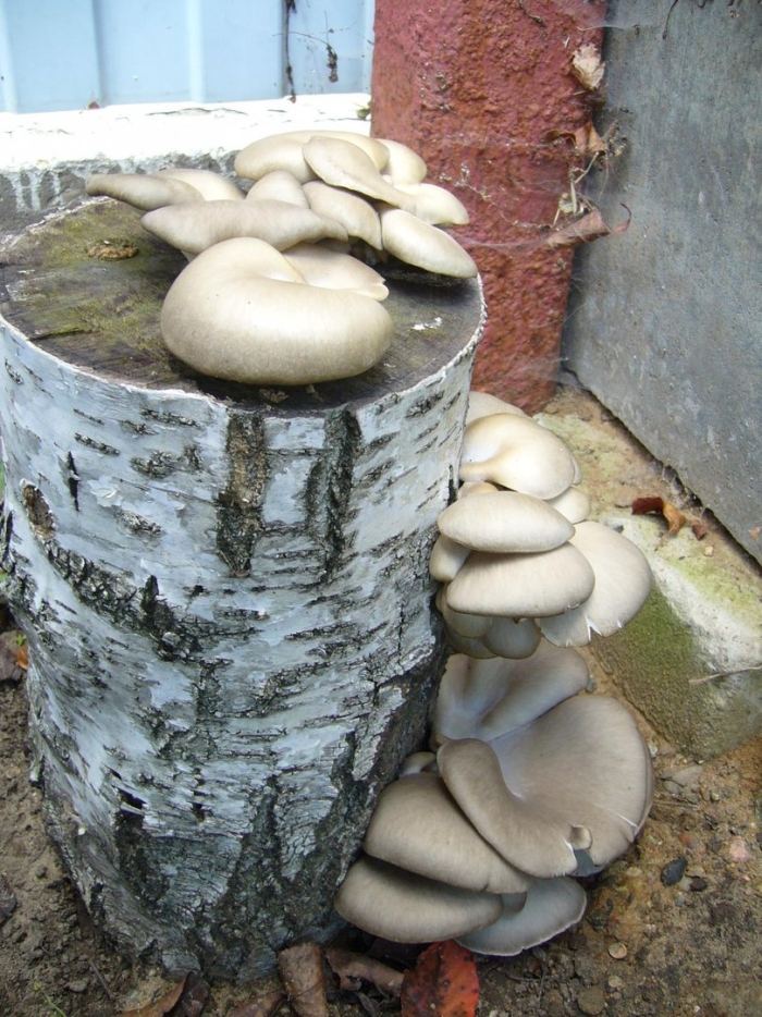 Королевская вешенка на пеньках