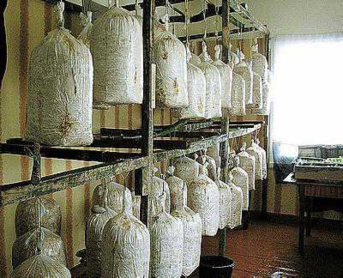 Миниферма вешенки