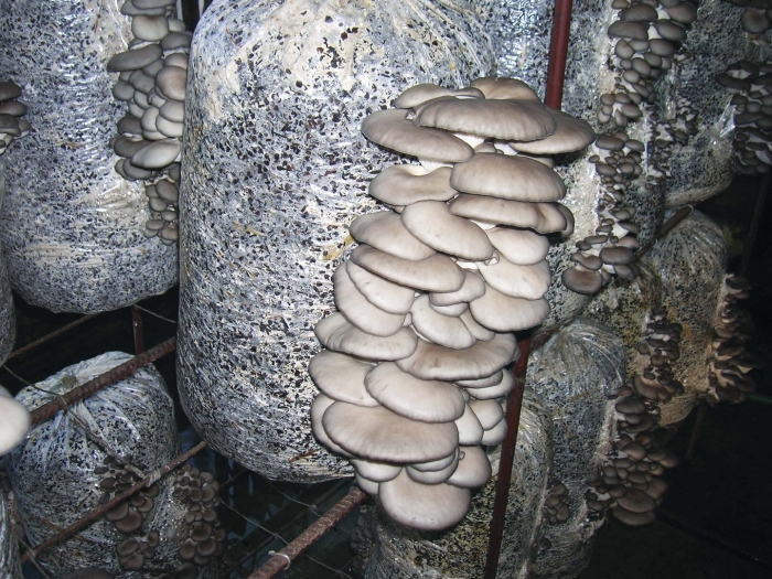 Вешенки в домашних условиях