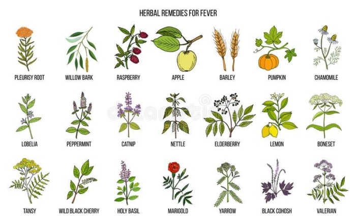 Лекарственные травы вектор