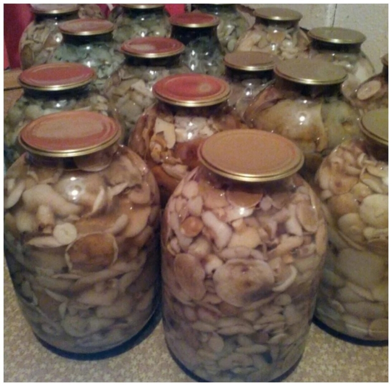 Соленые грибы в банках