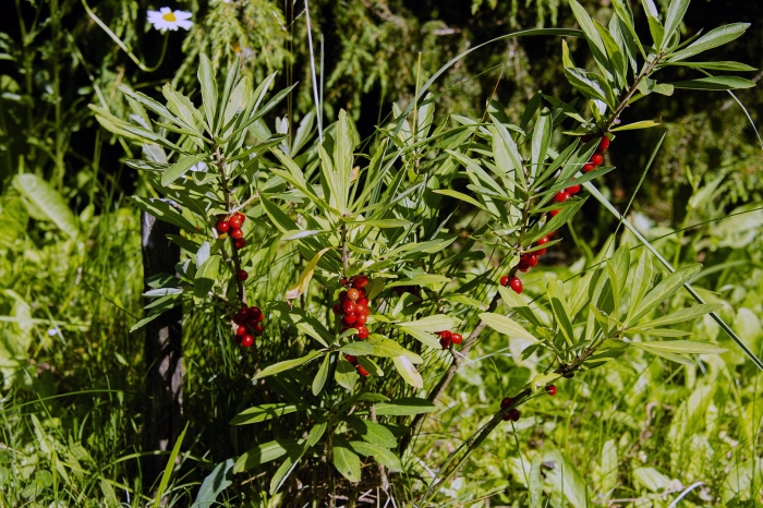 Волчье лыко волчеягодник обыкновенный