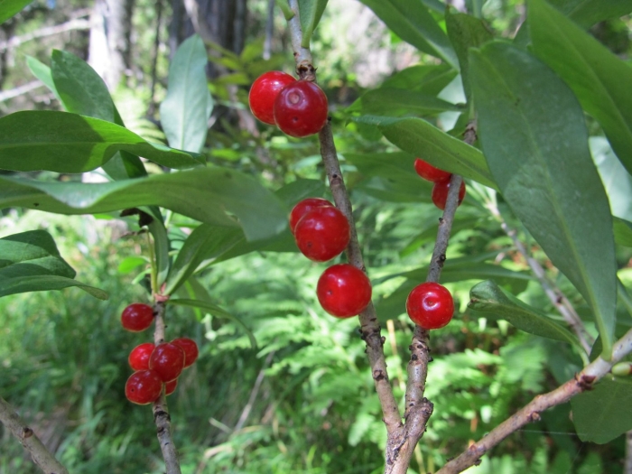 Волчье лыко волчеягодник