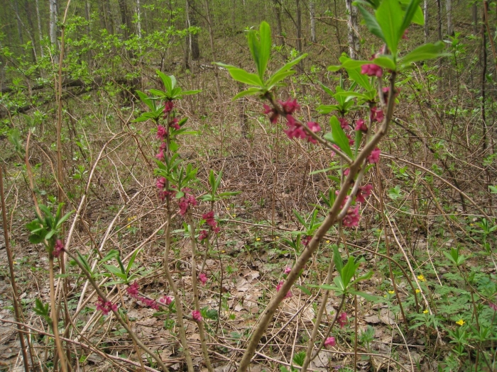Волчеягодник обыкновенный (daphne mezereum)
