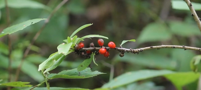 Лесные ягоды волчье лыко
