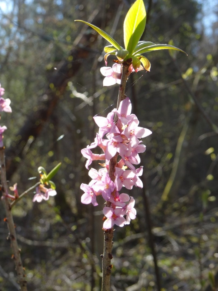 Волчеягодник обыкновенный