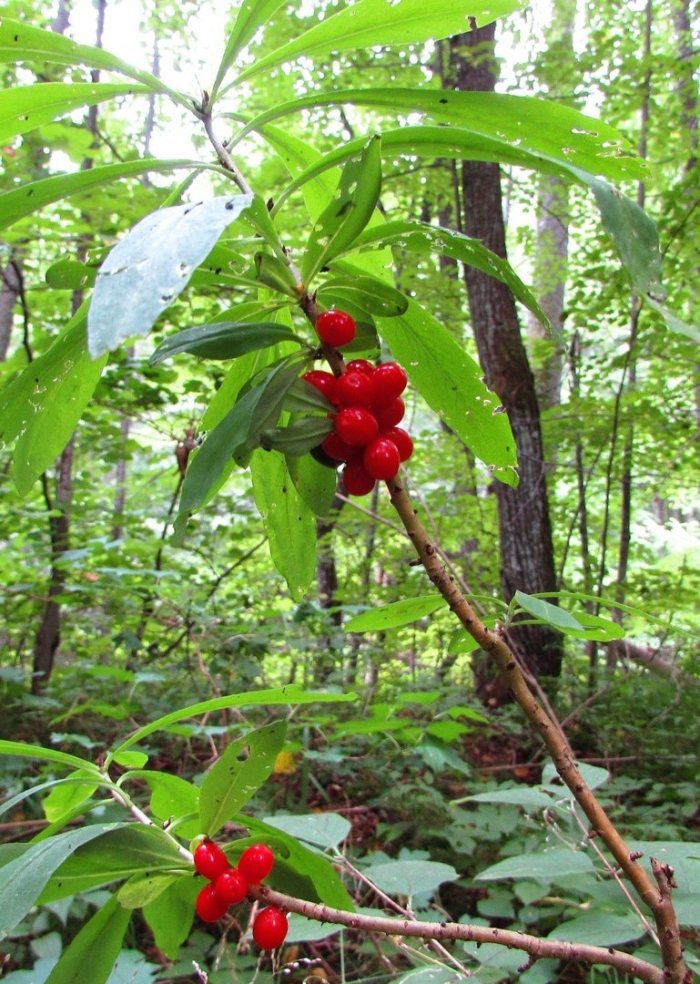 Волчье лыко ягода