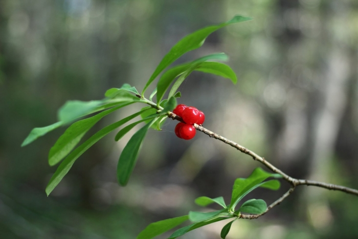 Волчий лыко