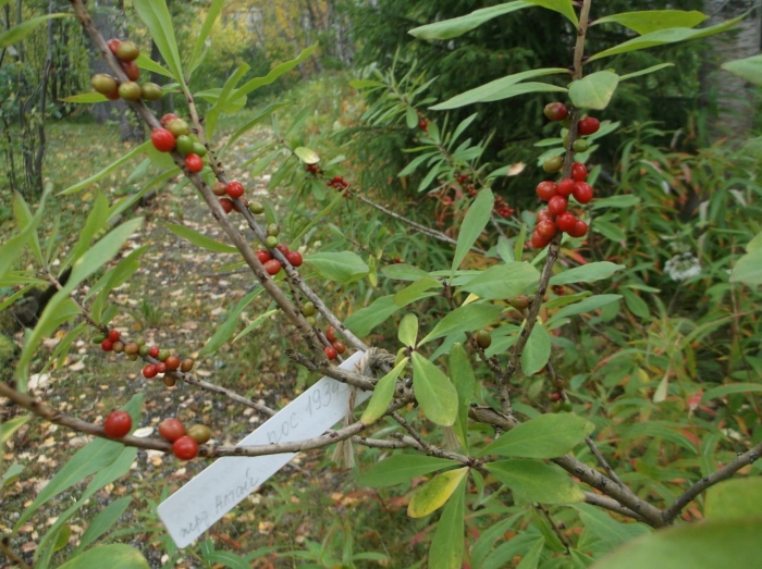 Волчье лыко растение
