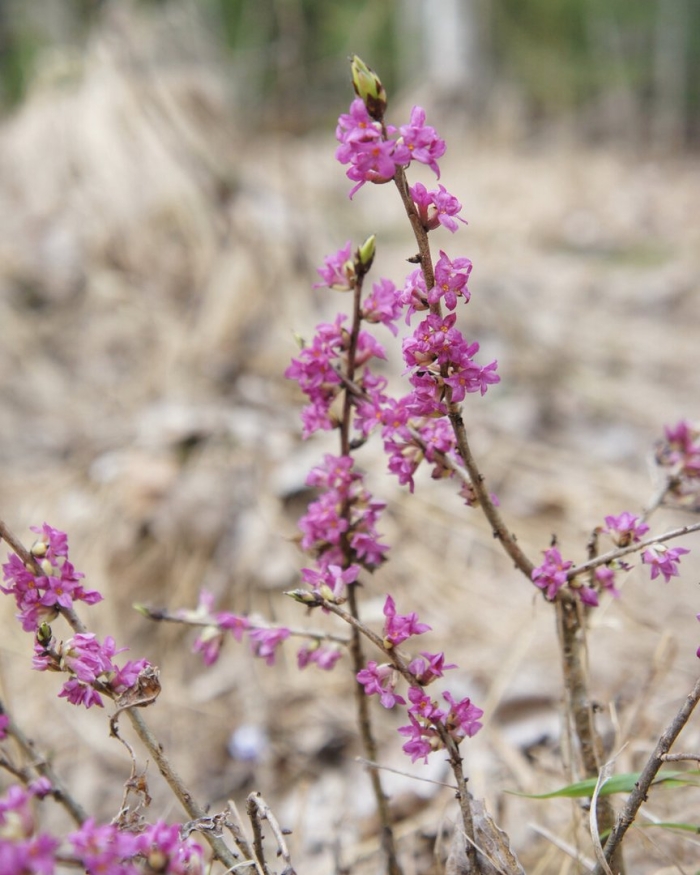 Волчье лыко цветет