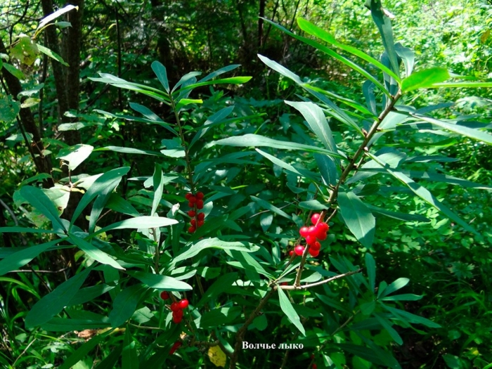Волчье лыко ядовитое