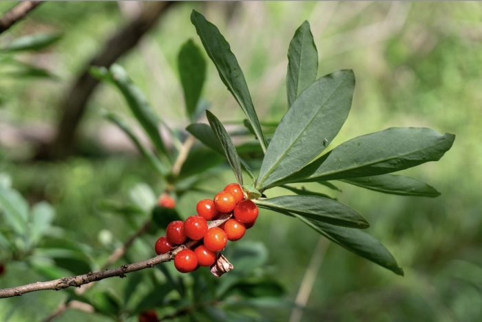 Волчья ягода и волчье лыко