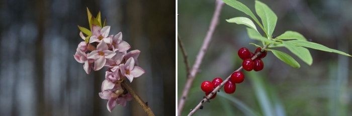 Волчий лыко