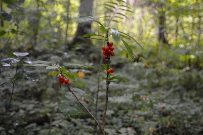 Волчья ягода куст