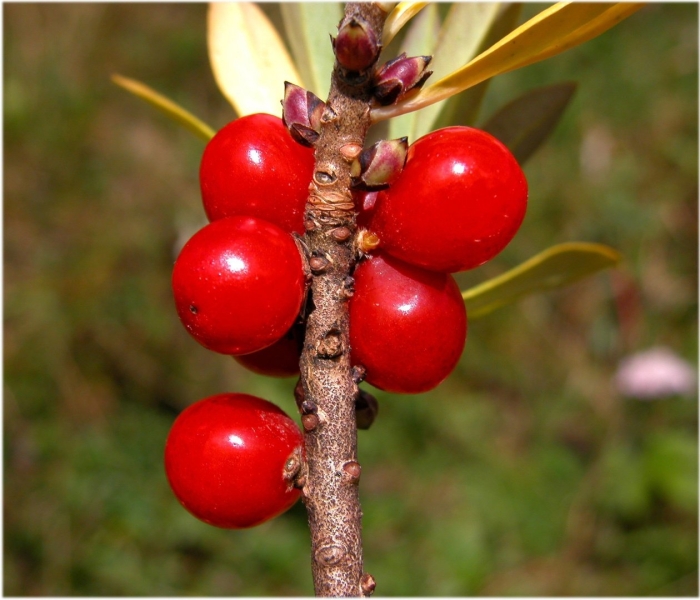 Дафна волчье лыко
