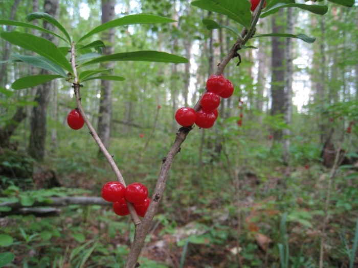 Волчье лыко ягода