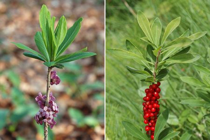 Волчье лыко волчеягодник