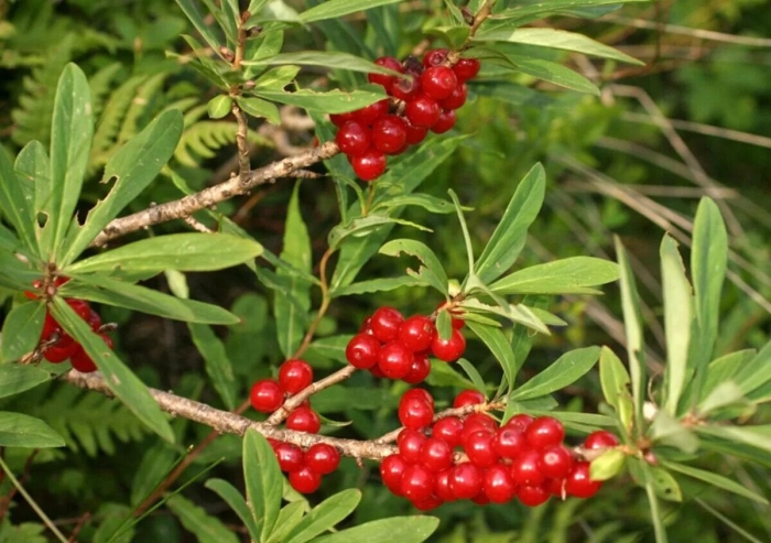 Волчье лыко волчеягодник обыкновенный