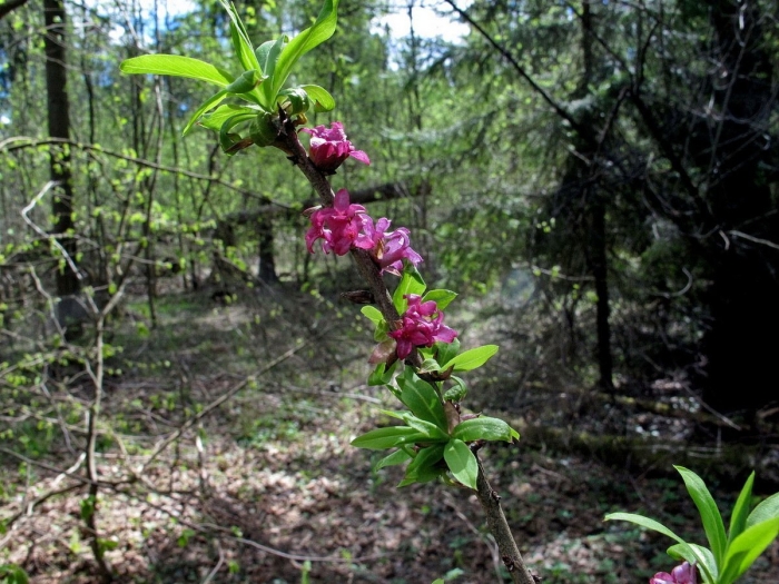 Волчье лыко цветение