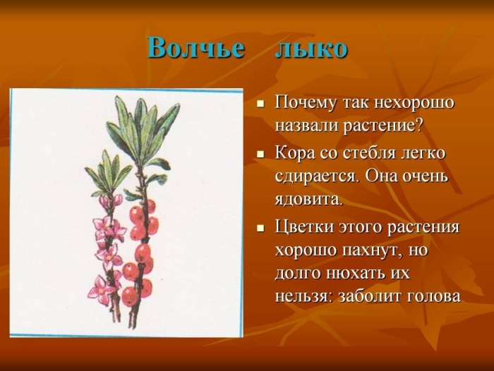 Растение волчье лыко