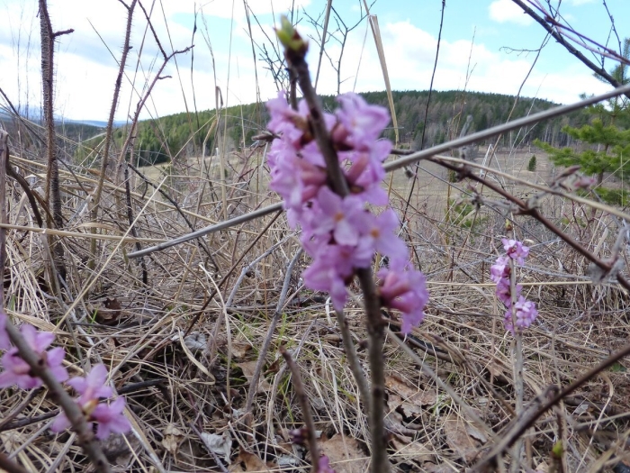 Волчье лыко цветение