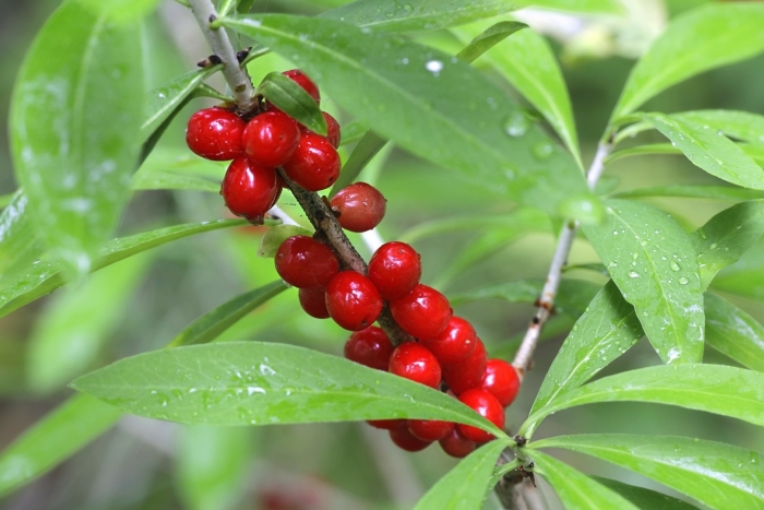 Волчье лыко волчеягодник обыкновенный