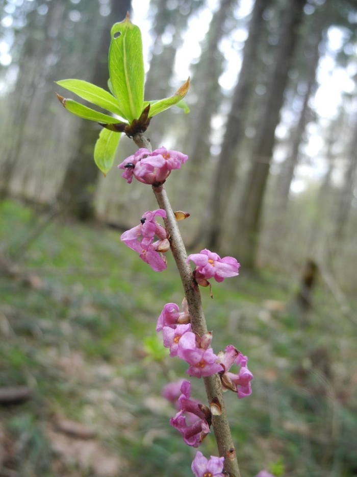 Волчье лыко