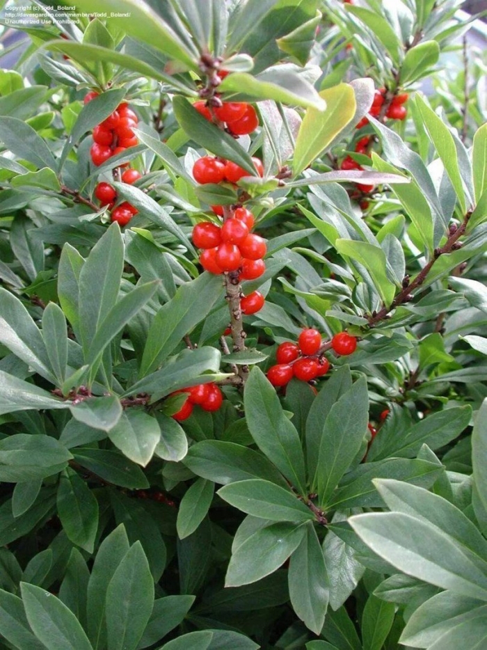 Растение волчье лыко