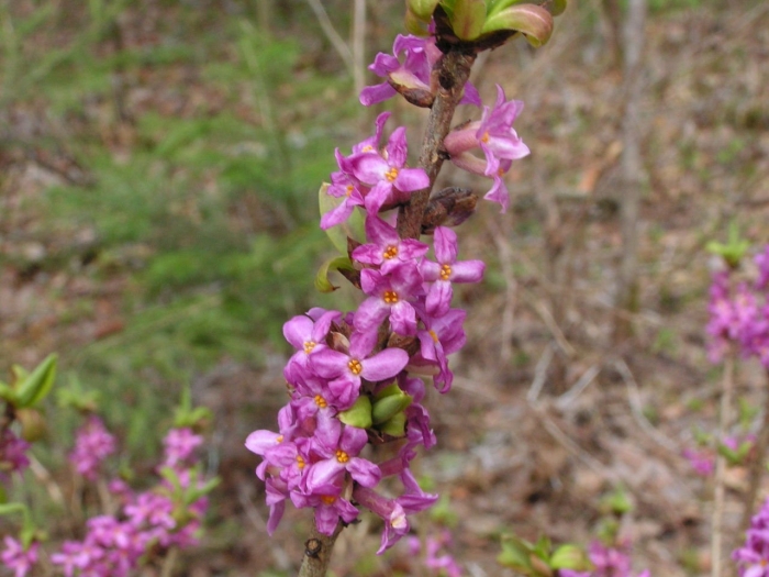 Daphne mezereum