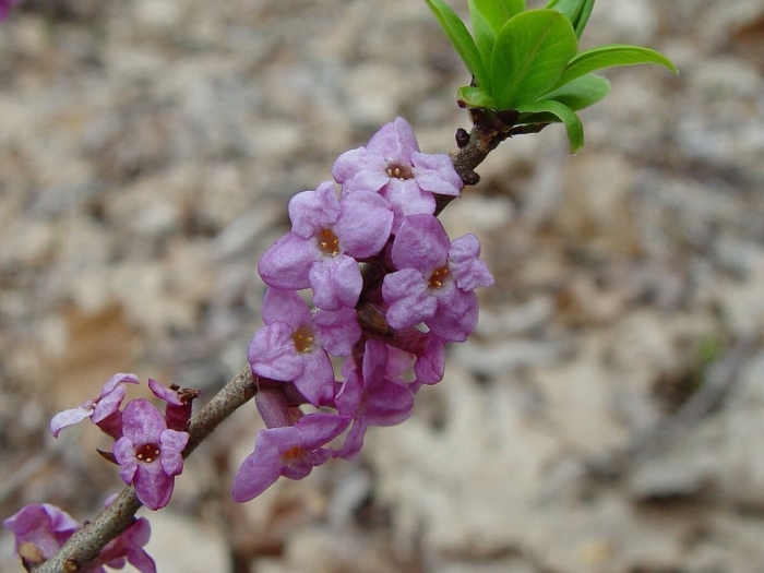 Волчеягодник крымский