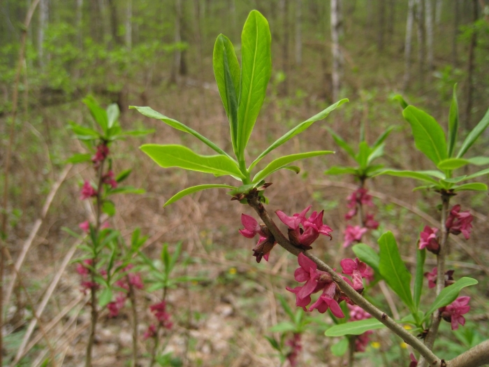 Волчье лыко волчеягодник