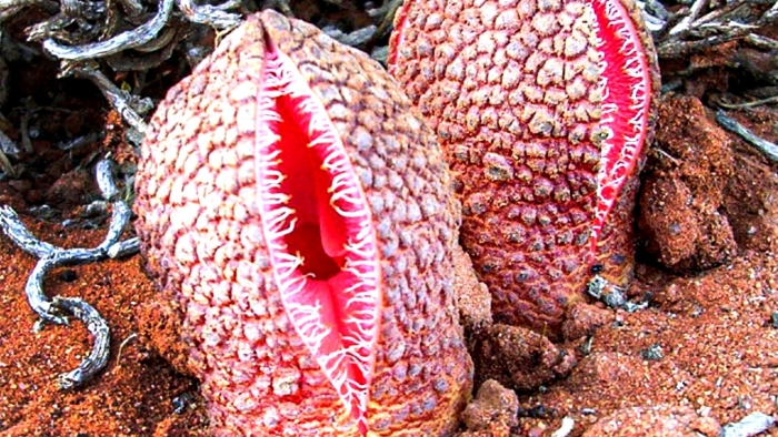 Гиднора африканская