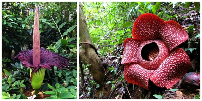 Раффлезии арнольди