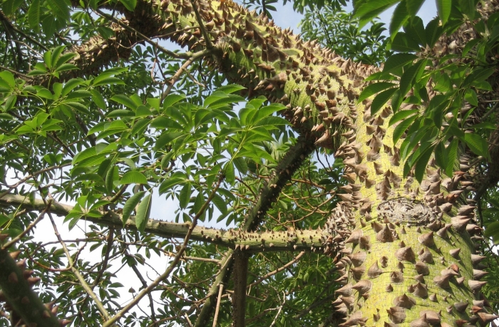 Хура динамитное дерево