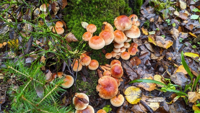 Опёнок кирпично-красный hypholoma sublateritium