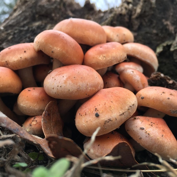 Ложноопёнок кирпично-красный