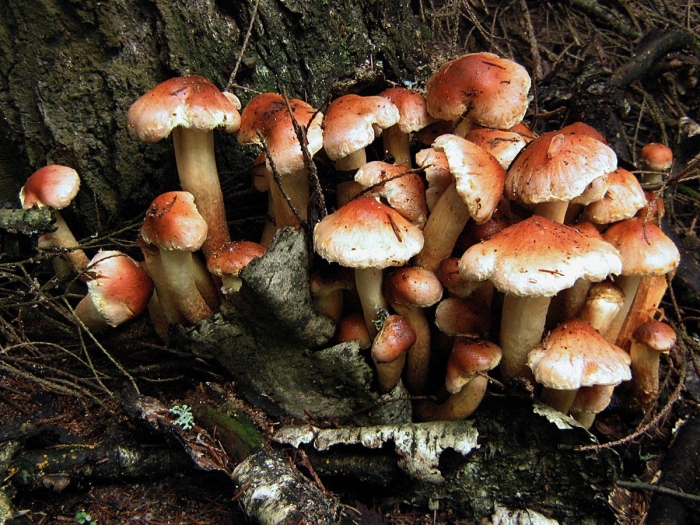 Опенок кирпично-красный hypholoma lateritium