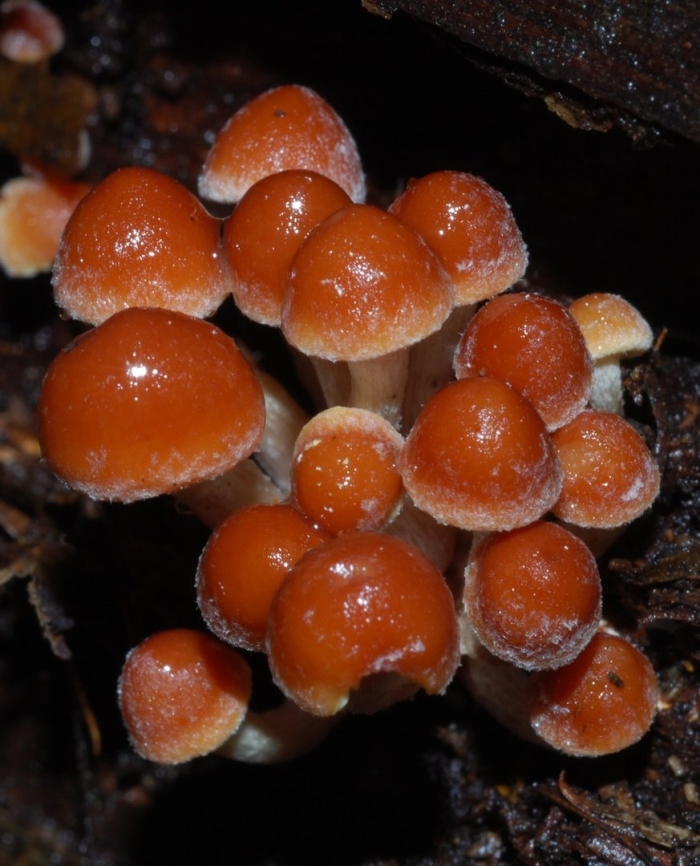 Опёнок кирпично-красный hypholoma sublateritium