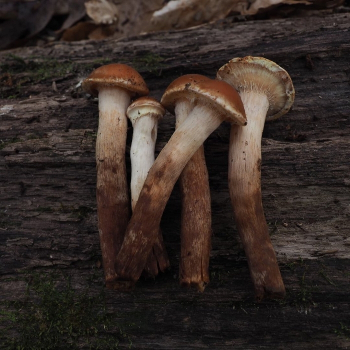 Armillaria ostoyae